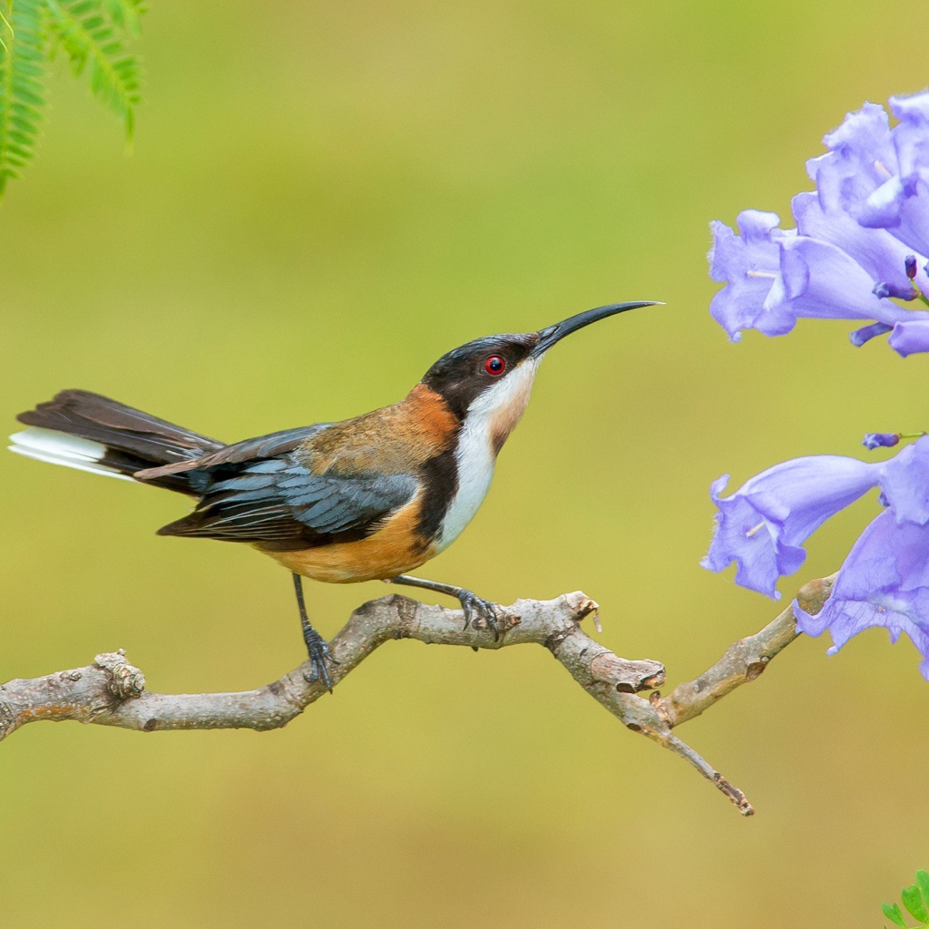 Птичка на ветке с сиреневыми цветами 