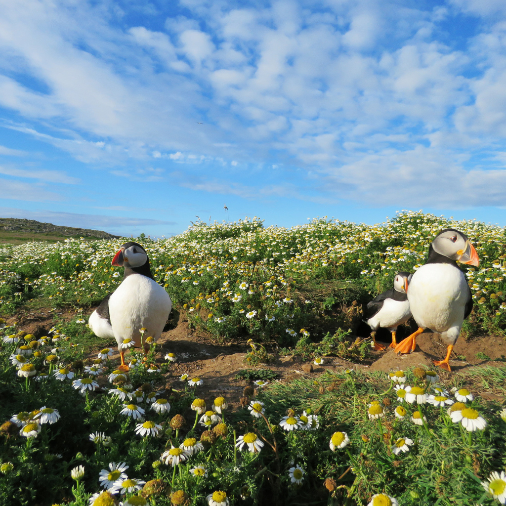 Птицы тупики на ромашковом поле под голубым небом