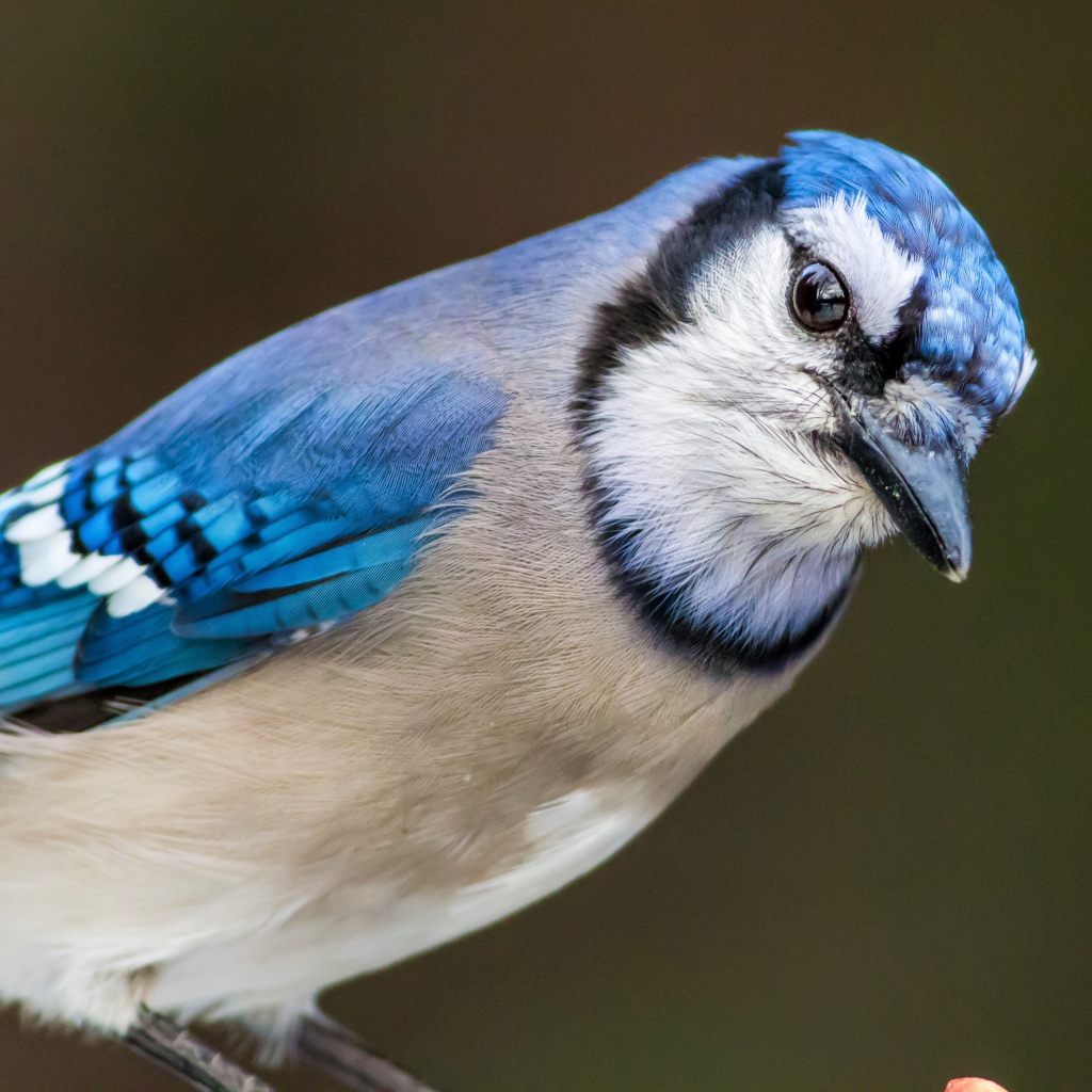 Голубая сойка крупным планом