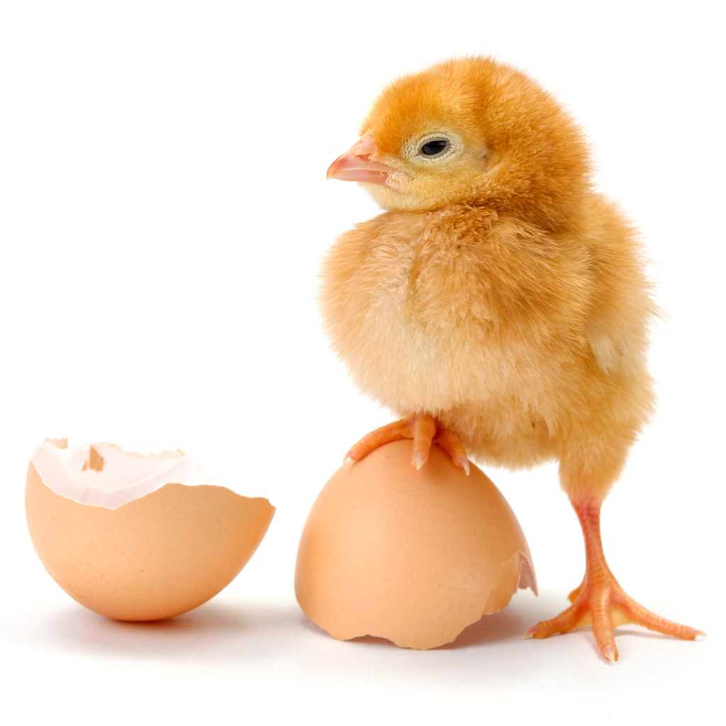 Цыпленок с разбитой яичной скорлупой на белом фоне