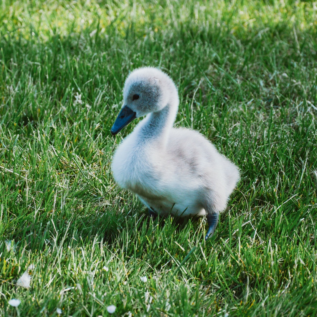 Милый маленький птенец лебедя на зеленой траве 