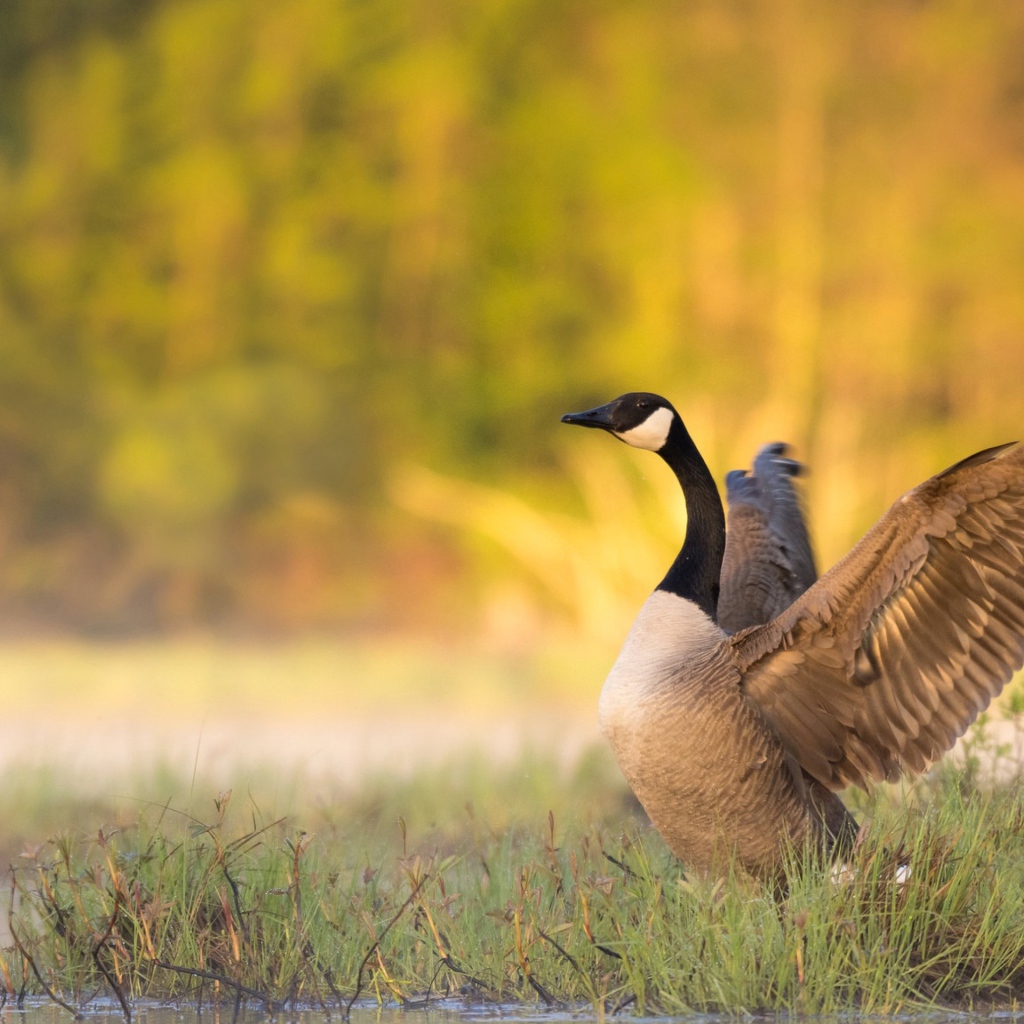 Гусь у водоема готовится взлететь 