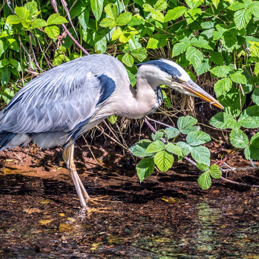 Серая цапля охотится в воде