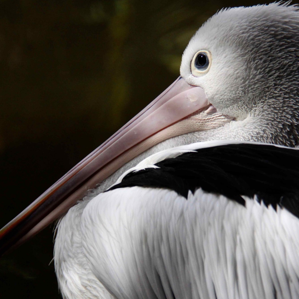 Большой австралийский пеликан крупным планом