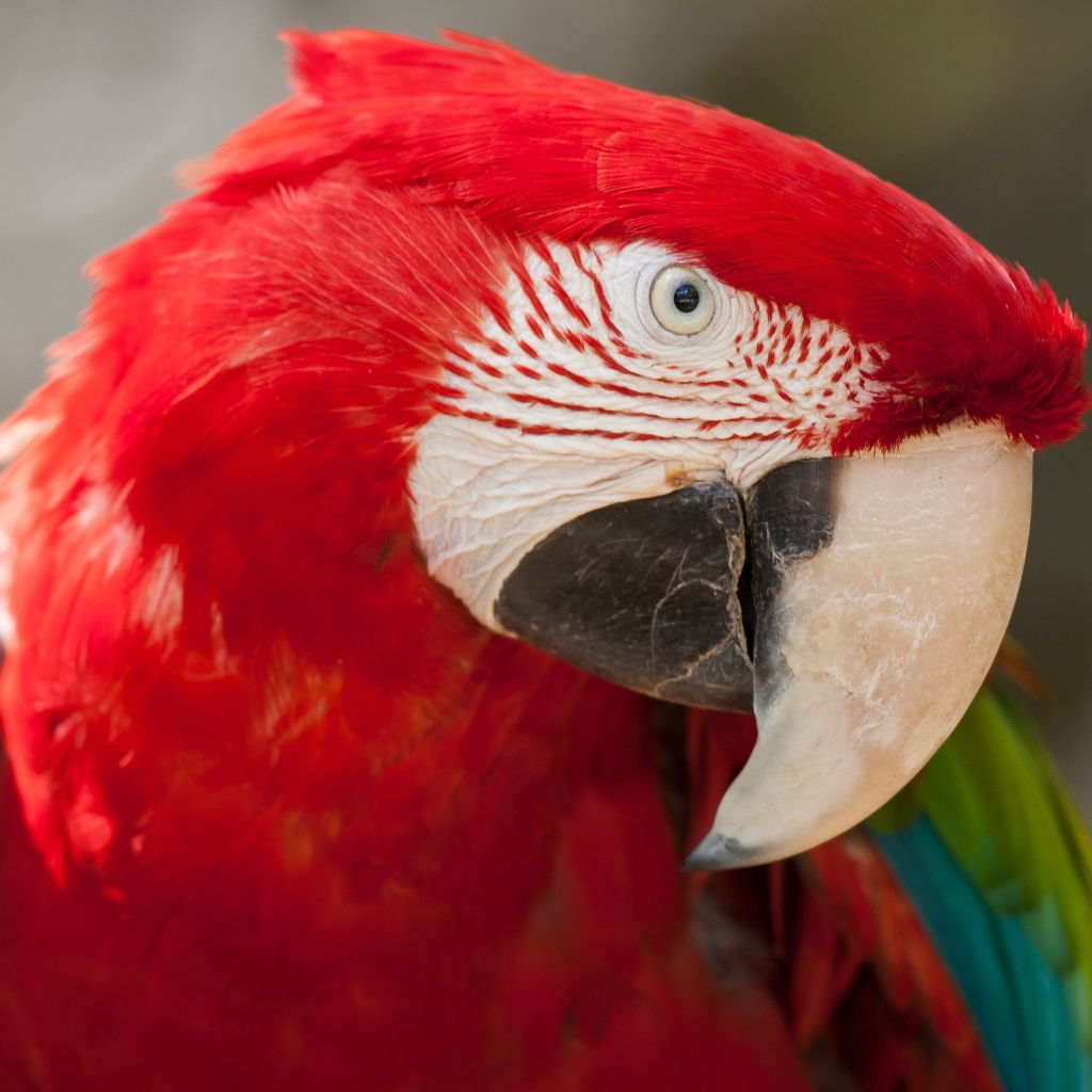 Зелено - красный попугай ара  