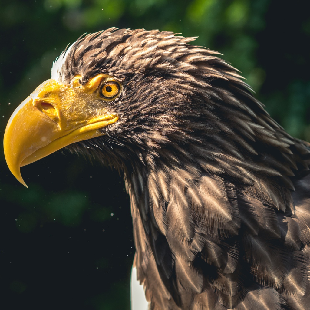 Голова орла с большим желтым клювом