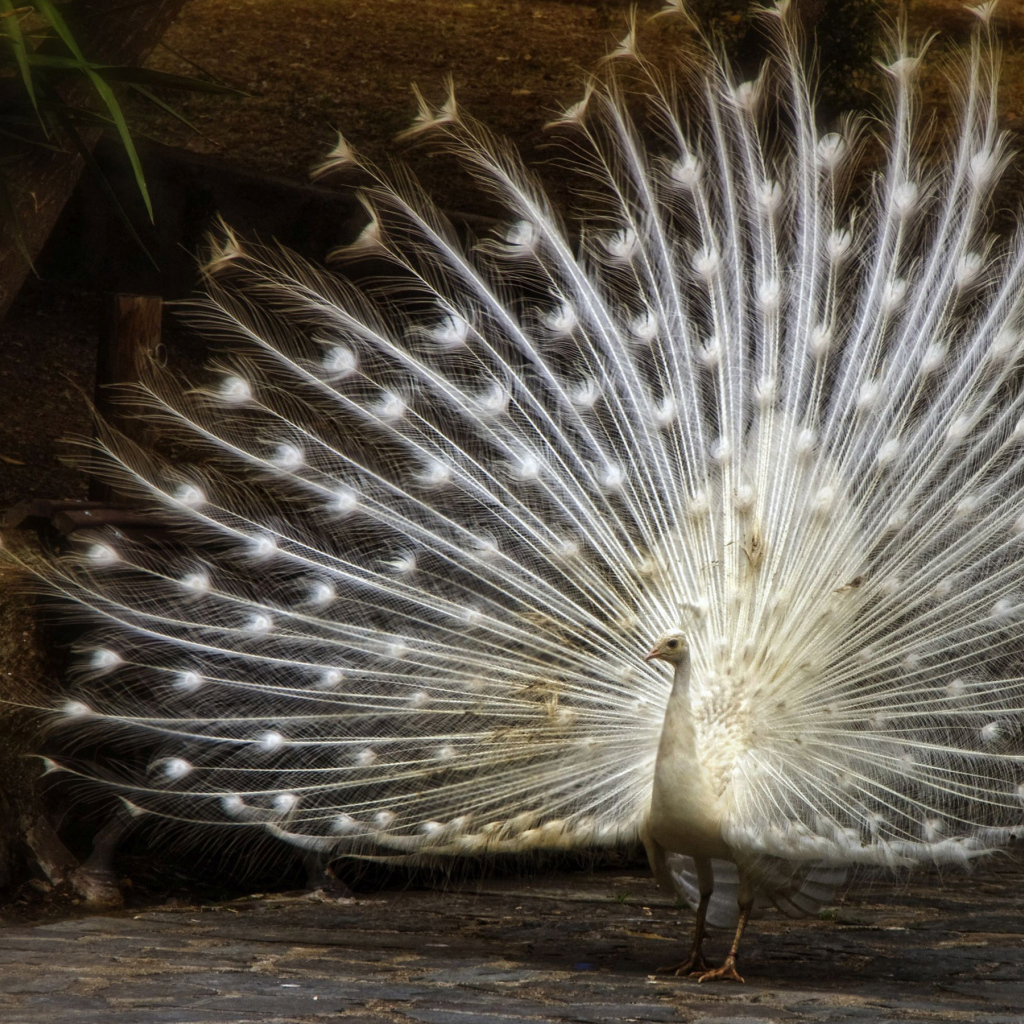 Большой красивый белый павлин