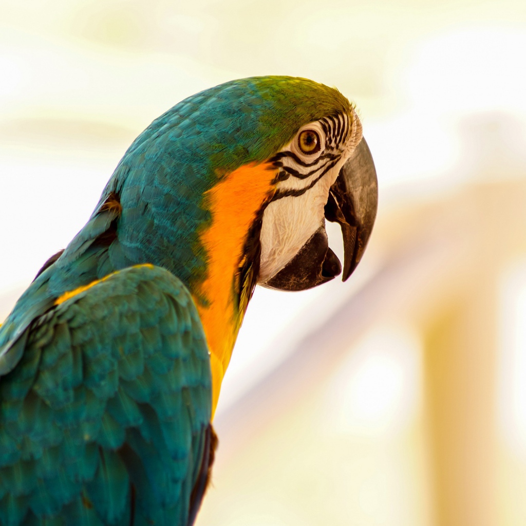 Большой сине-желтый попугай ара крупным планом