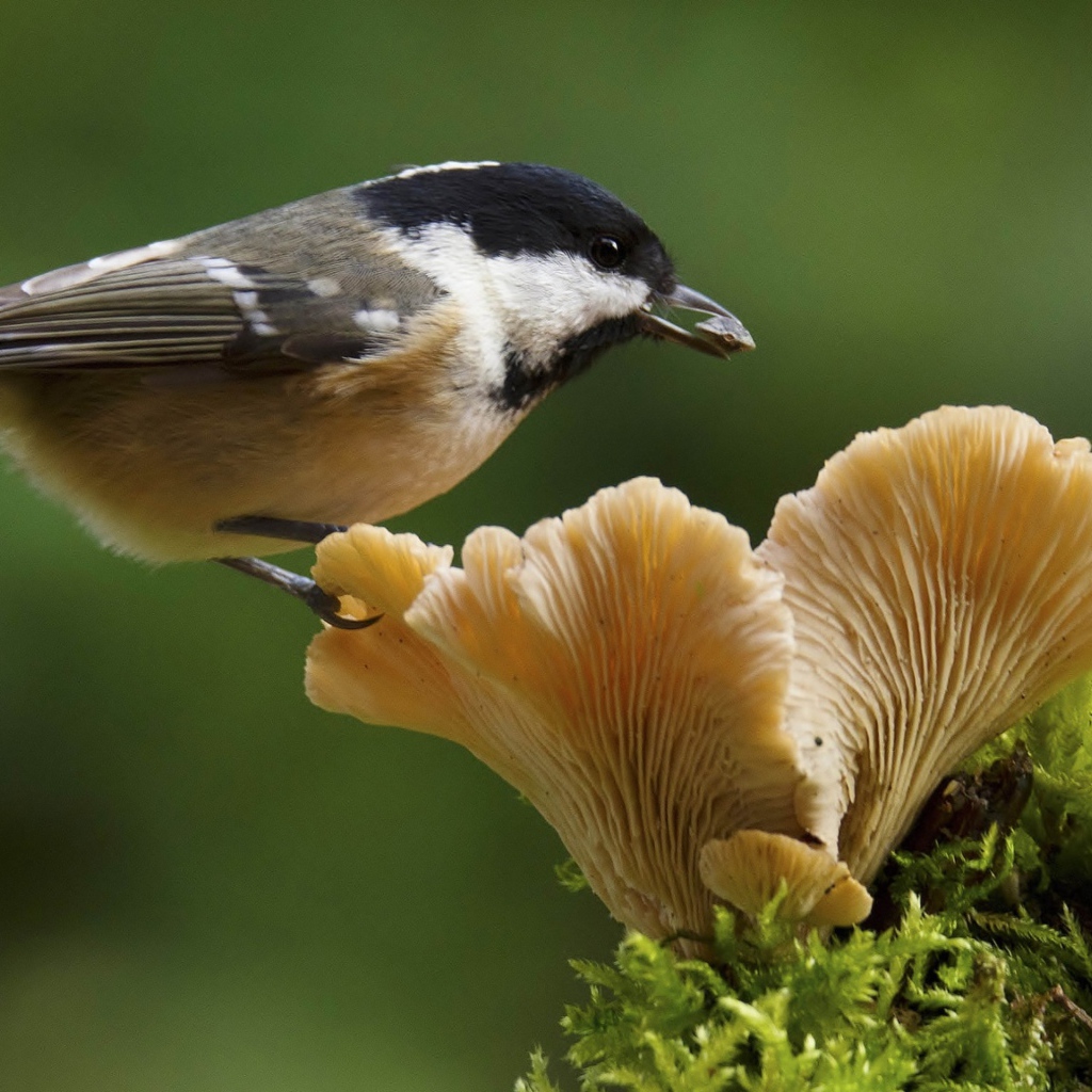 Маленькая синица сидит на грибе