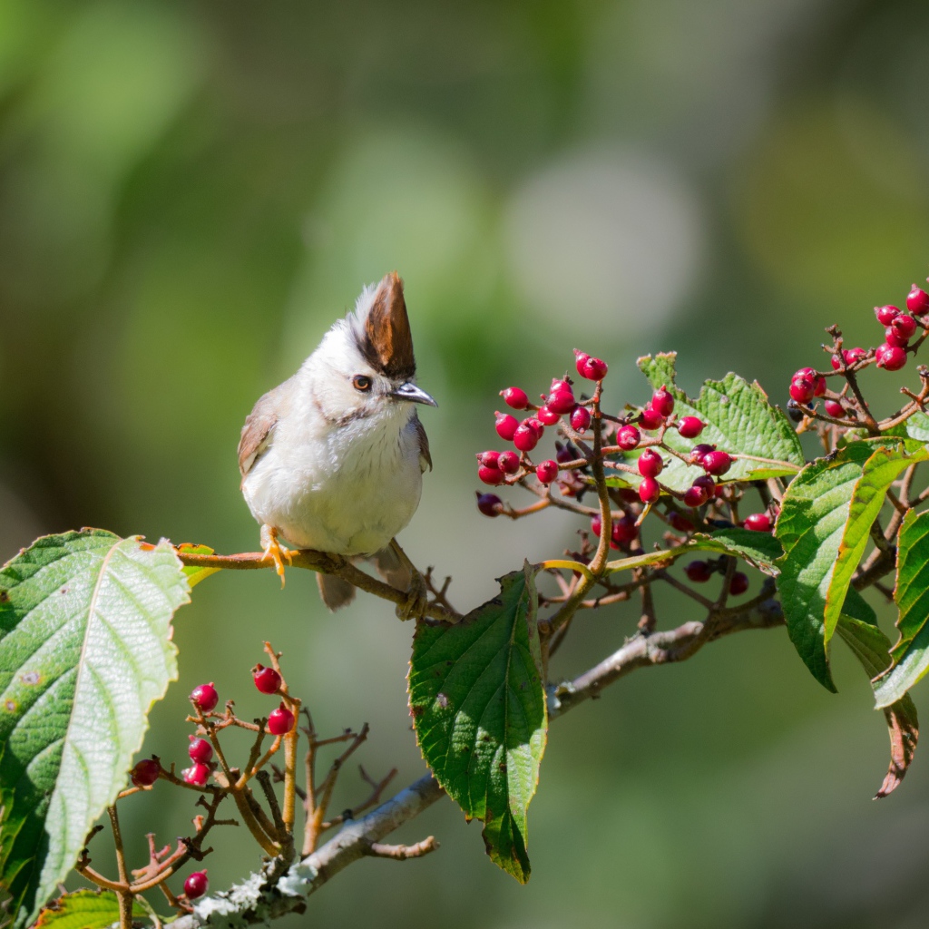 Маленькая птичка на ветке с красными ягодами