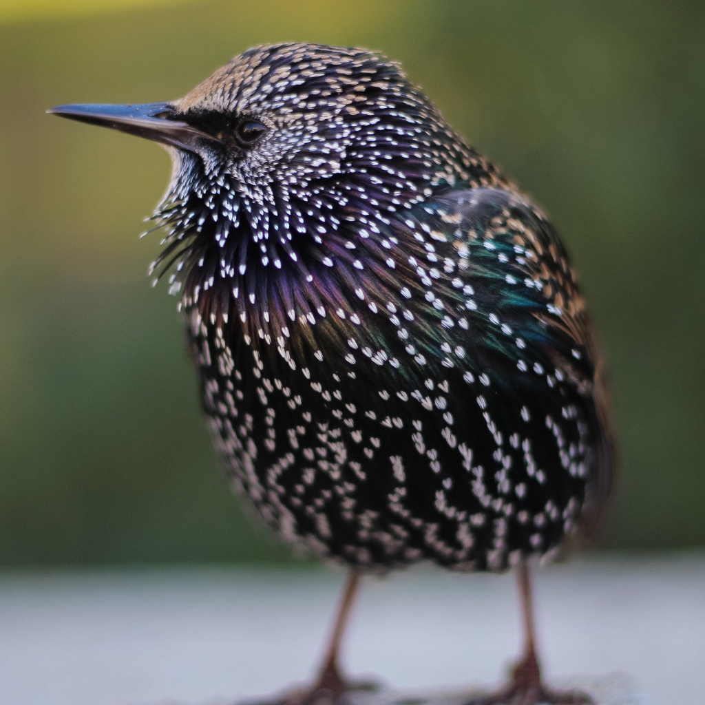 Маленький милый птенец скворца 