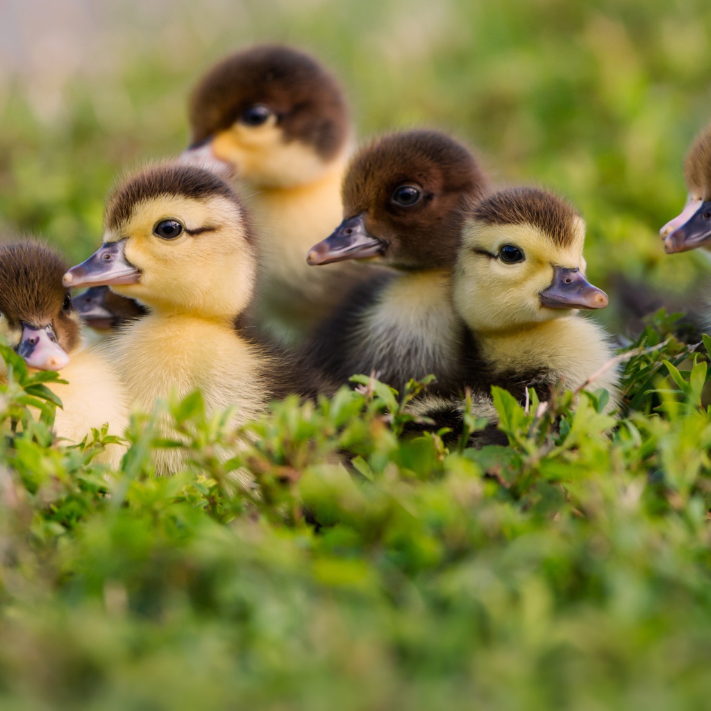 Маленькие милые утята в зеленой траве