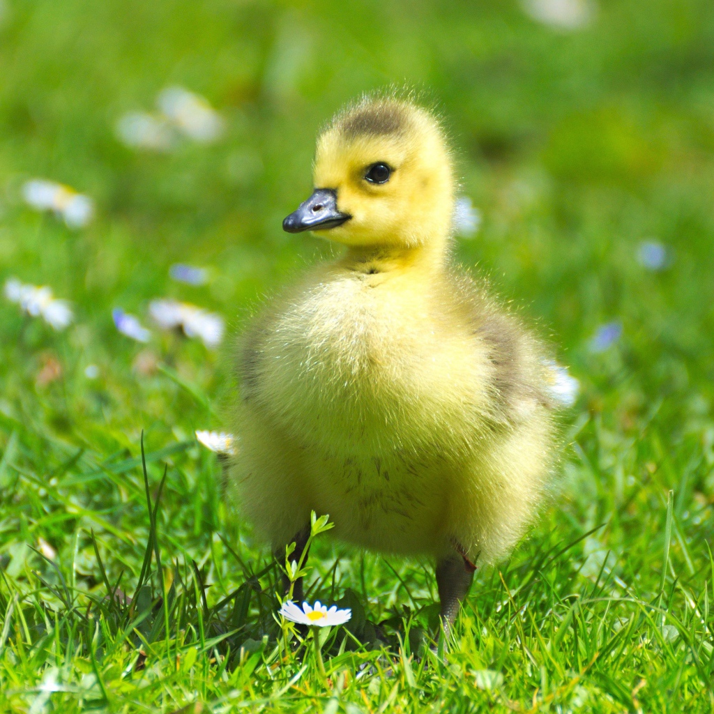 Маленький милый гусенок на зеленой траве