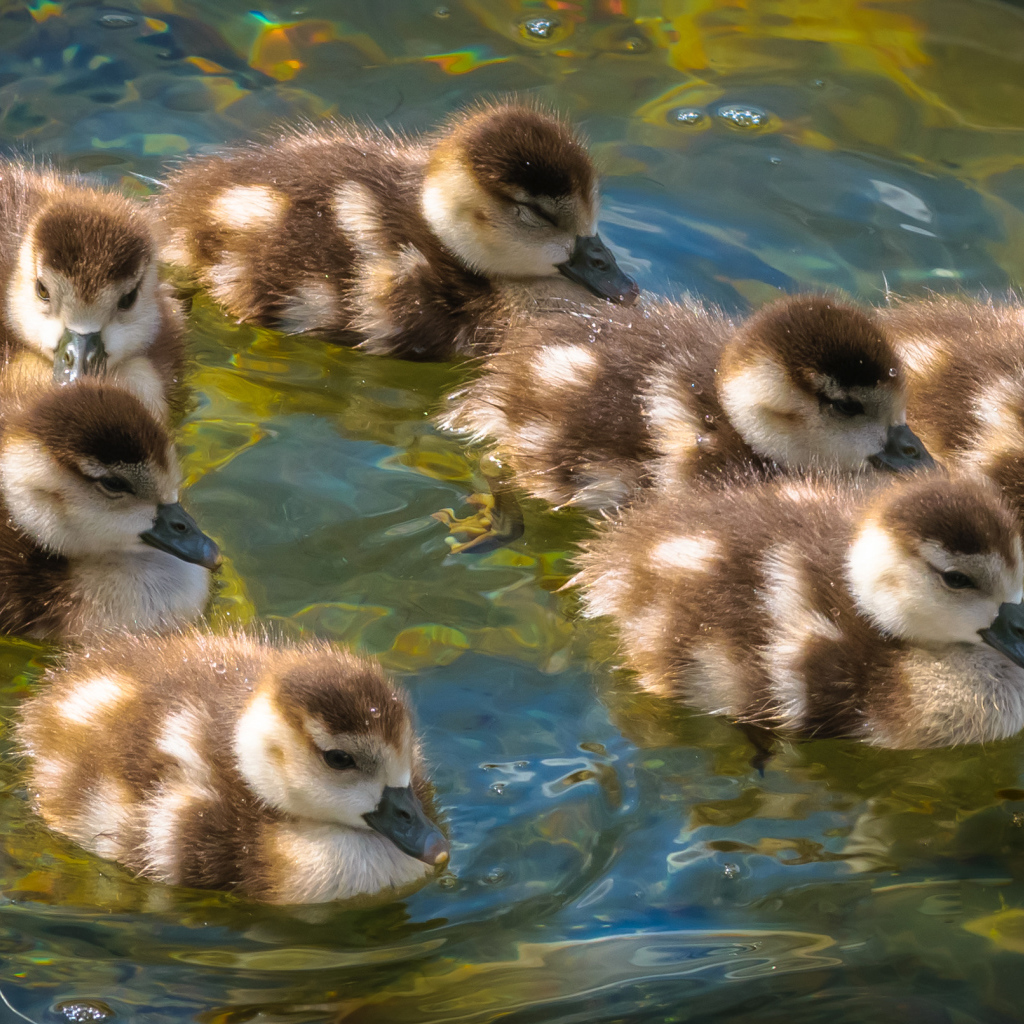 Маленькие утята плывут по воде