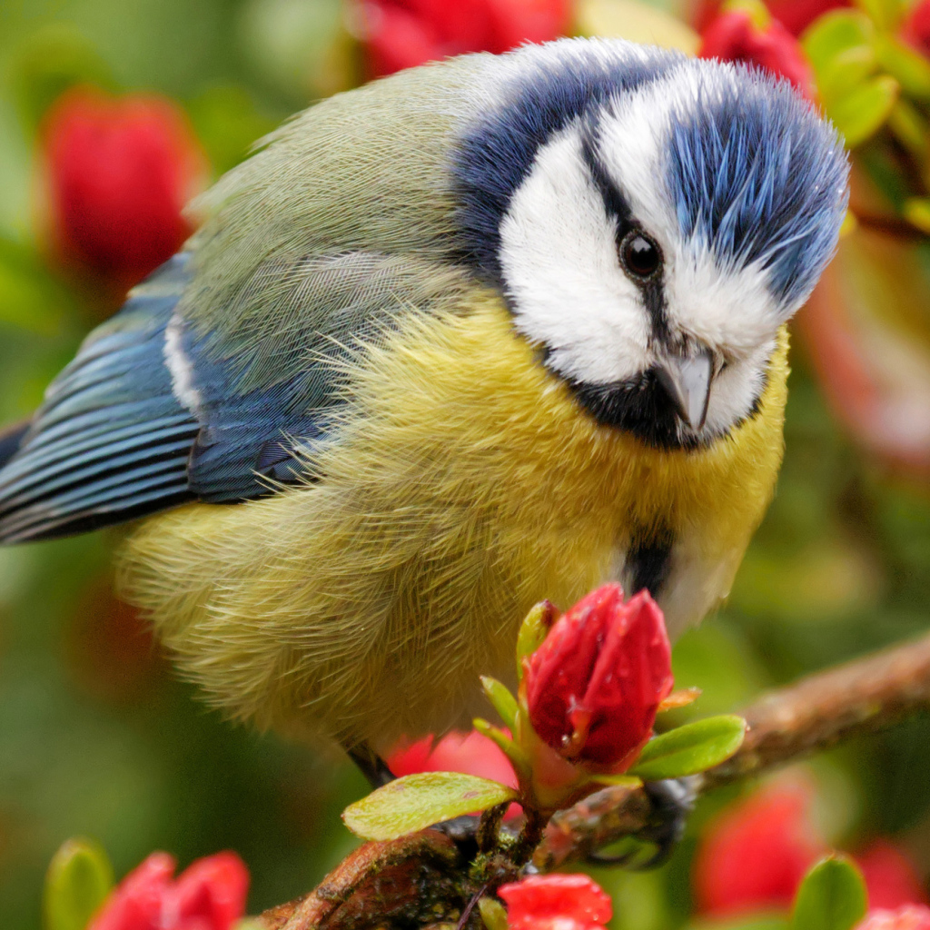 Маленькая синица сидит на ветке цветущего дерева 