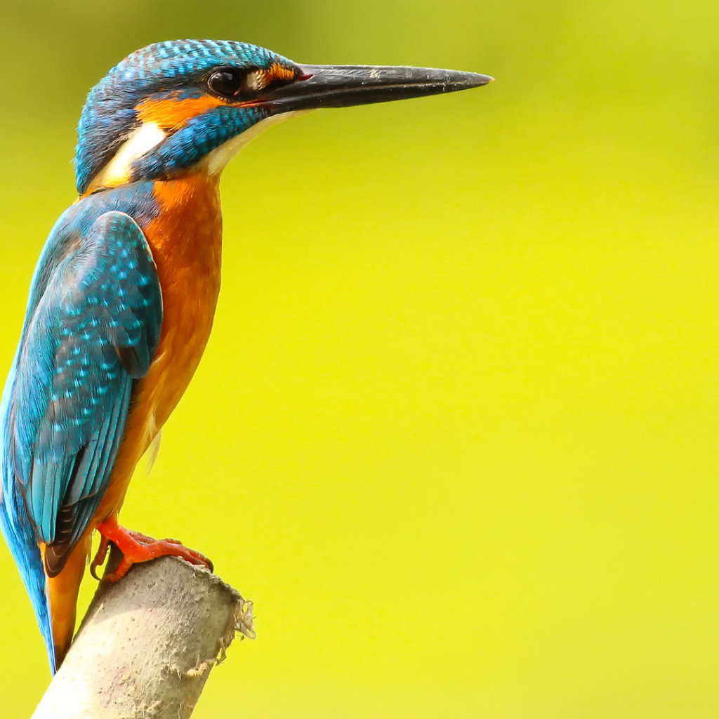 Разноцветная птица зимородок на желтом фоне