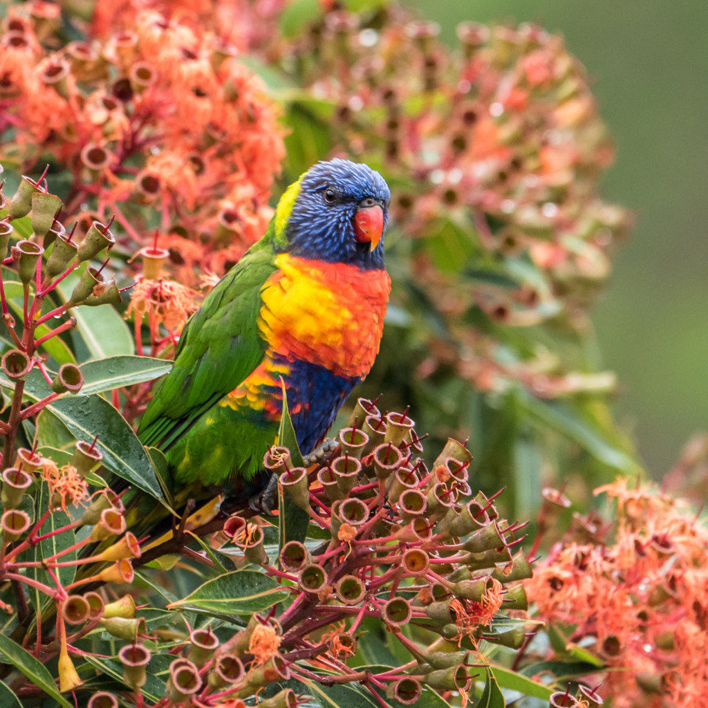 Многоцветный лорикет сидит на экзотическом цветке 