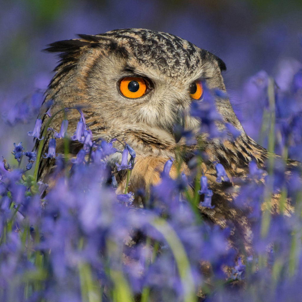 Сова спряталась в голубых полевых цветах 