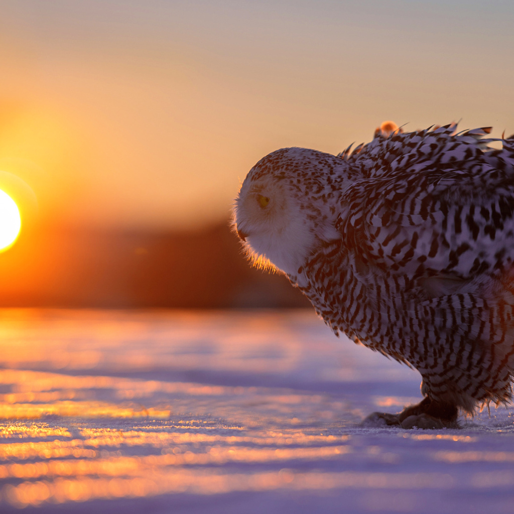 Сова на снегу в лучах солнца на закате 