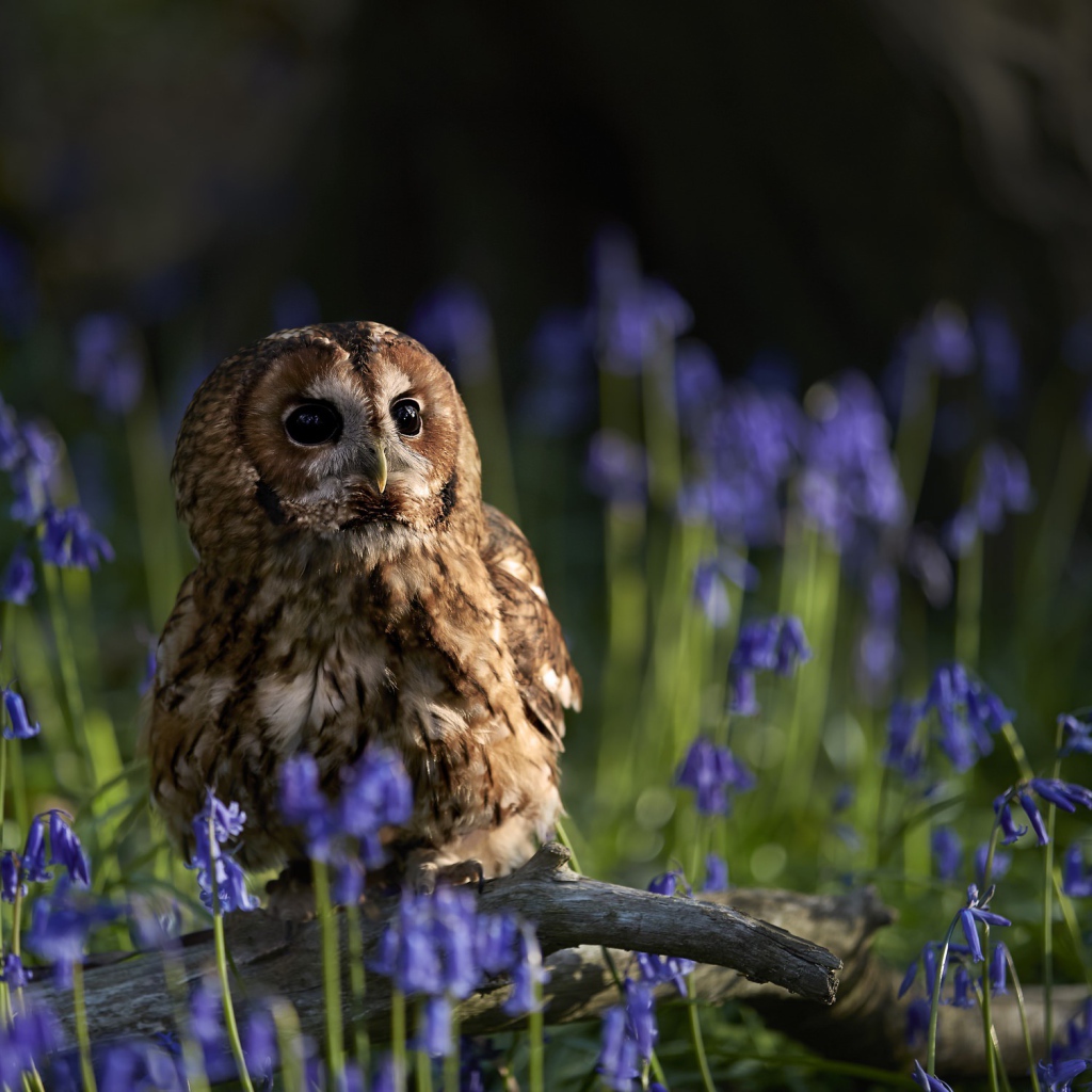 Сова сидит на сухой коряге среди голубых весенних цветов 