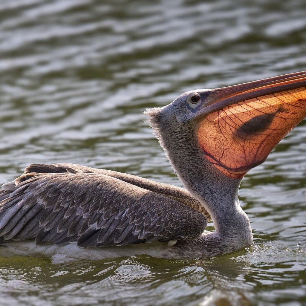Пеликан с рыбой в клюве в воде 