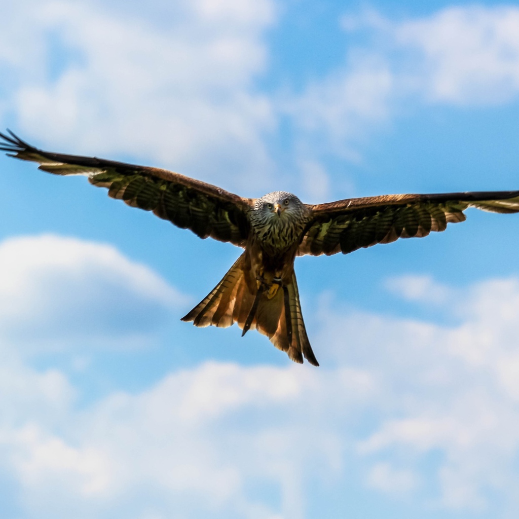 Хищная птица сапсан летит в небе