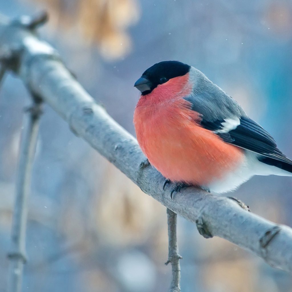 Маленький снегирь на ветке 