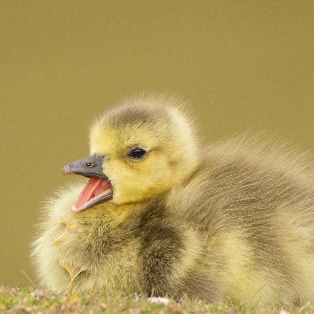 Маленький утенок с открытым клювом