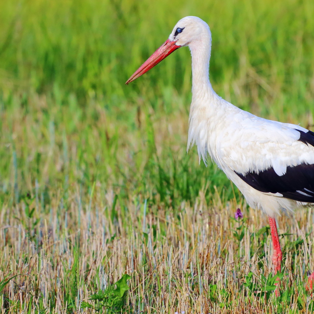 Аист в траве 