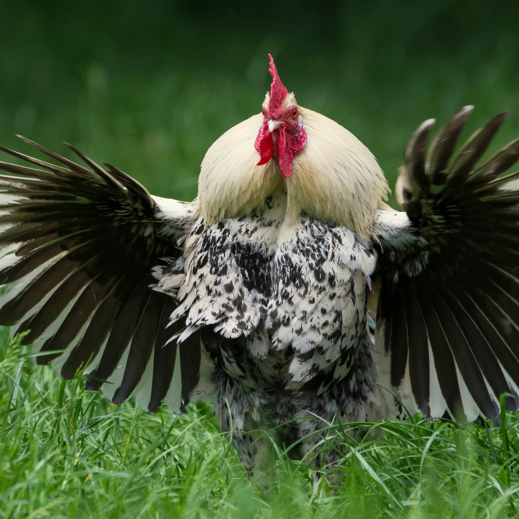 Большой петух расправил крылья