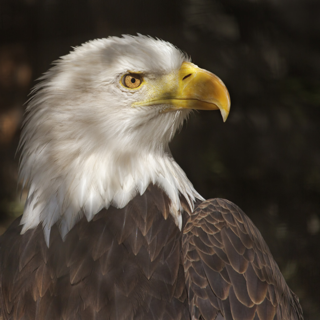 Хищный белоголовый орлан 