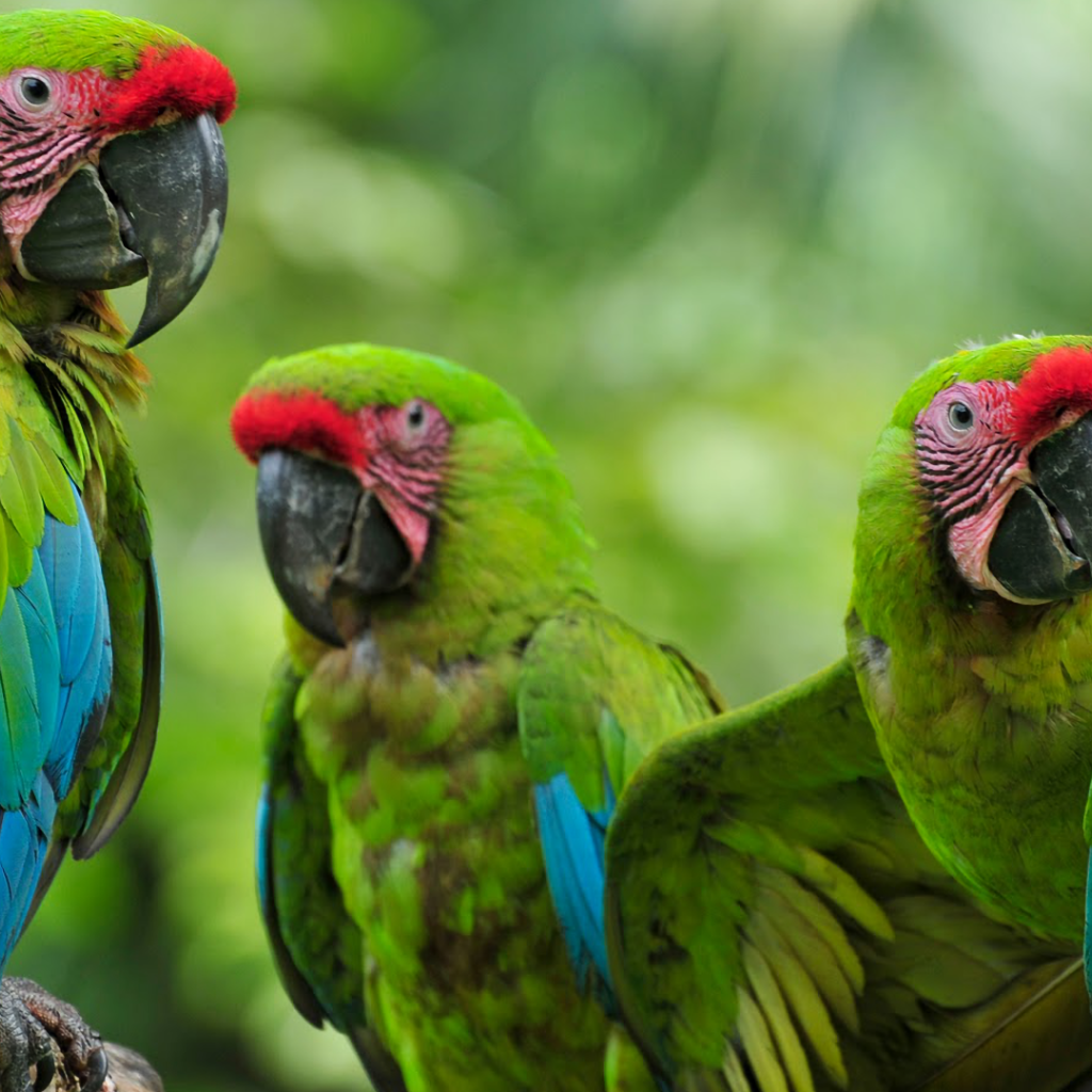 Три зеленых малый солдатских ара на ветке 