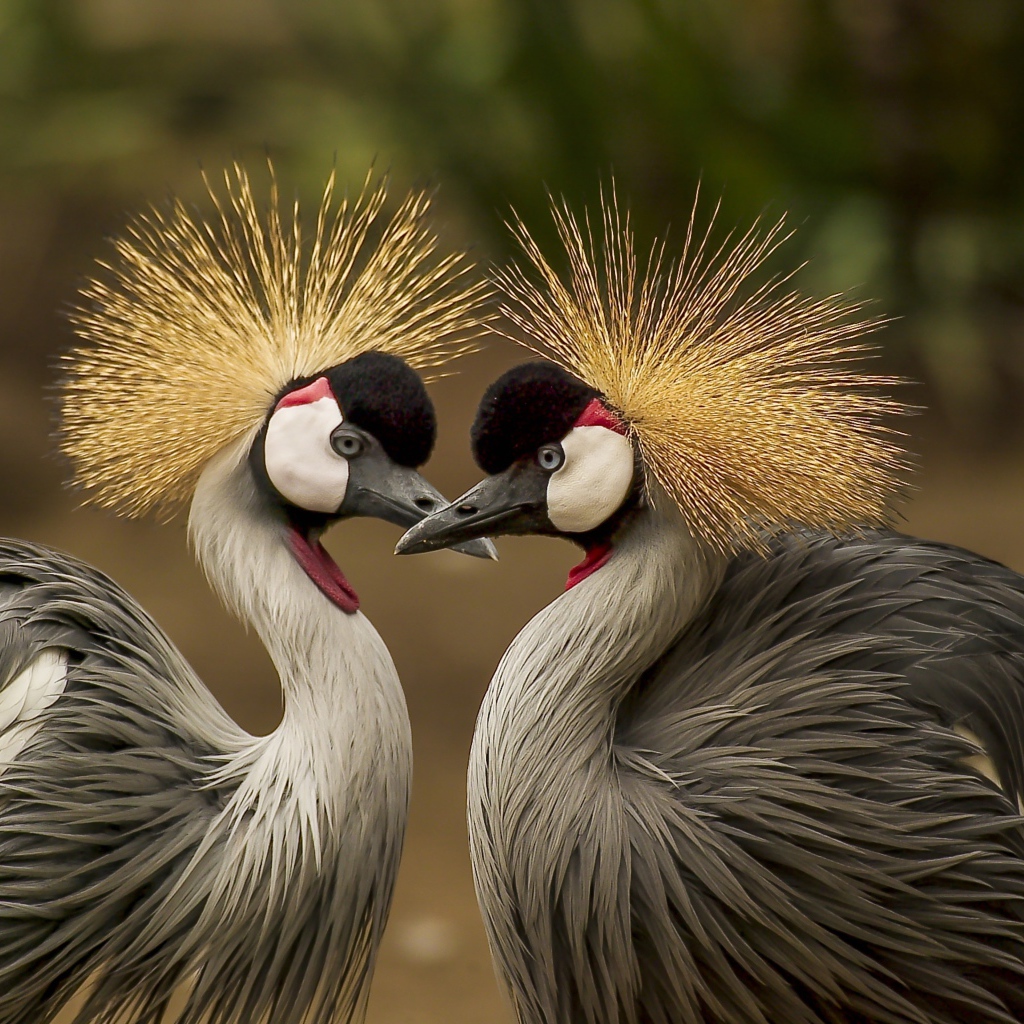 Два красивых венценосных журавля