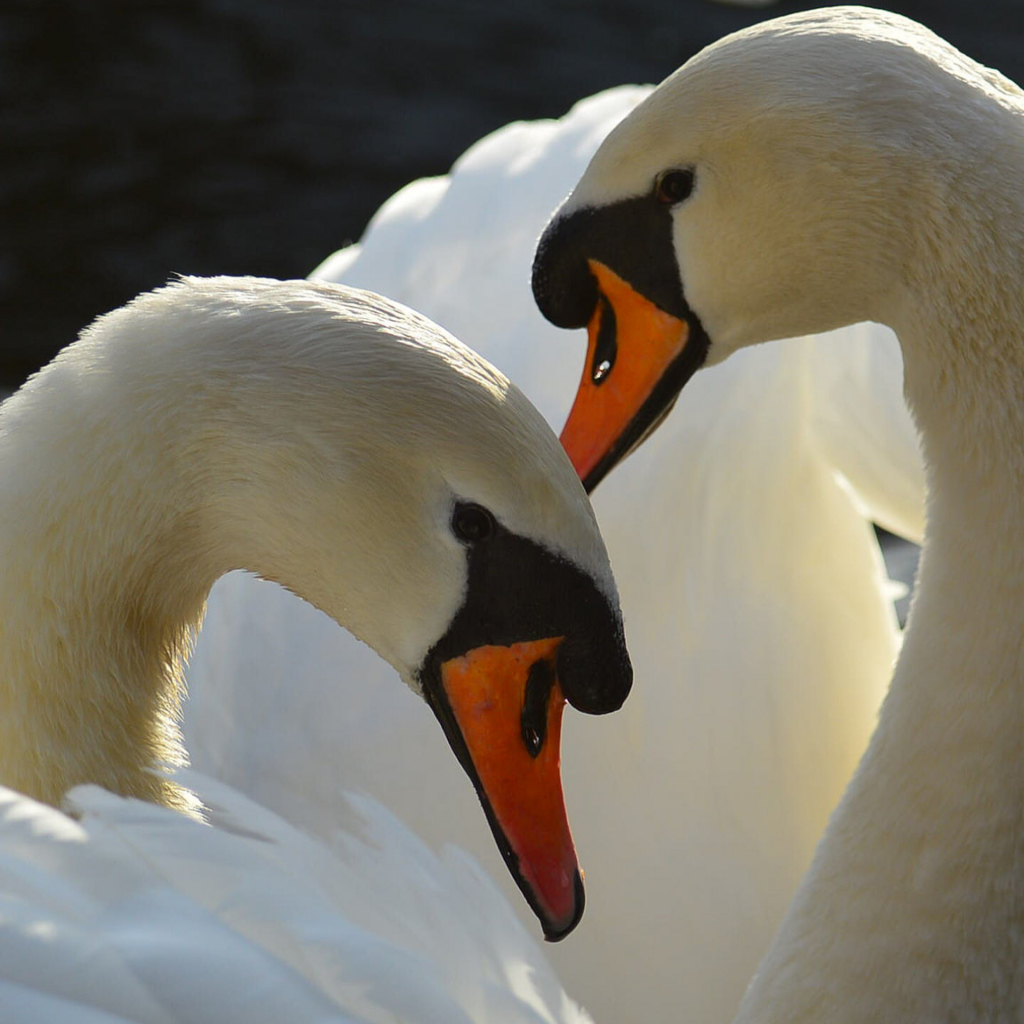Два больших белых лебедя