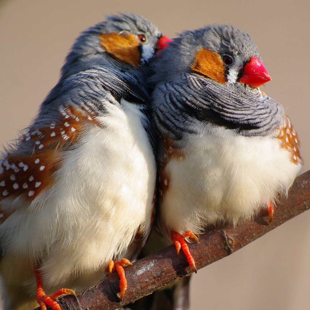 Две милых канарейки на ветке дерева