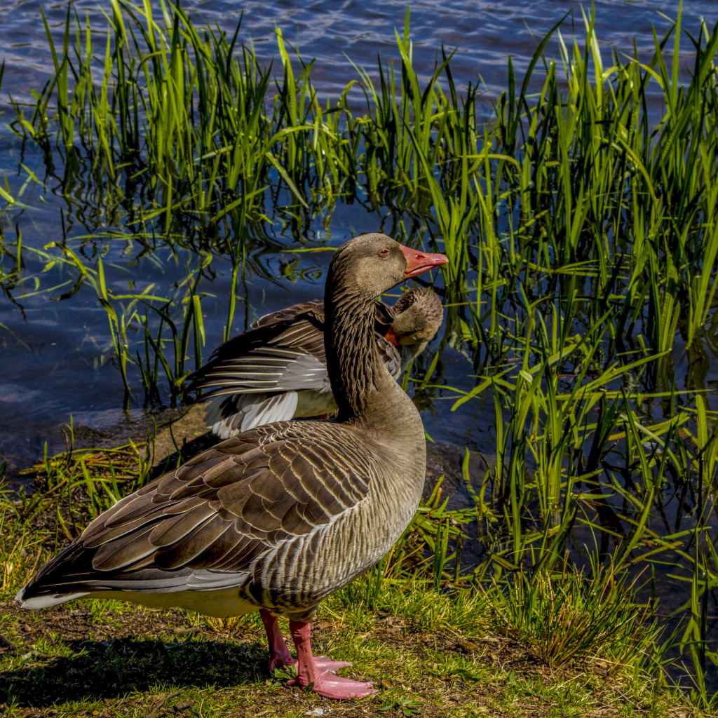 Два больших серых гуся у водоема