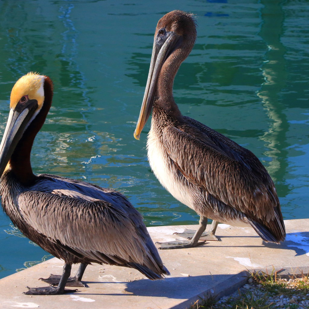 Два больших серых пеликана стоят у воды