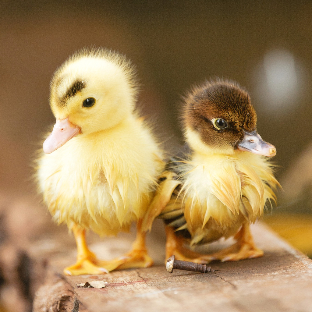 Два маленьких милых мокрых утенка