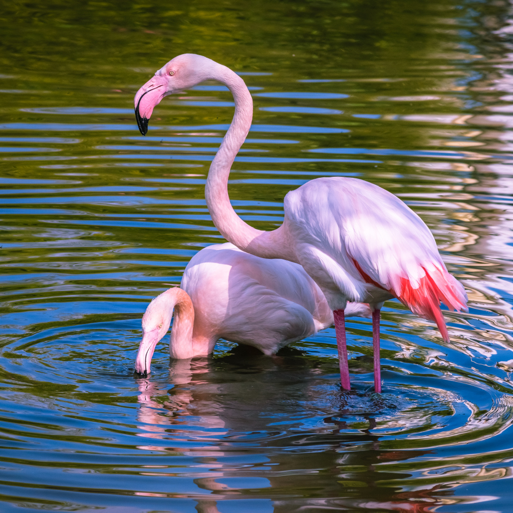Два розовых фламинго купаются в воде