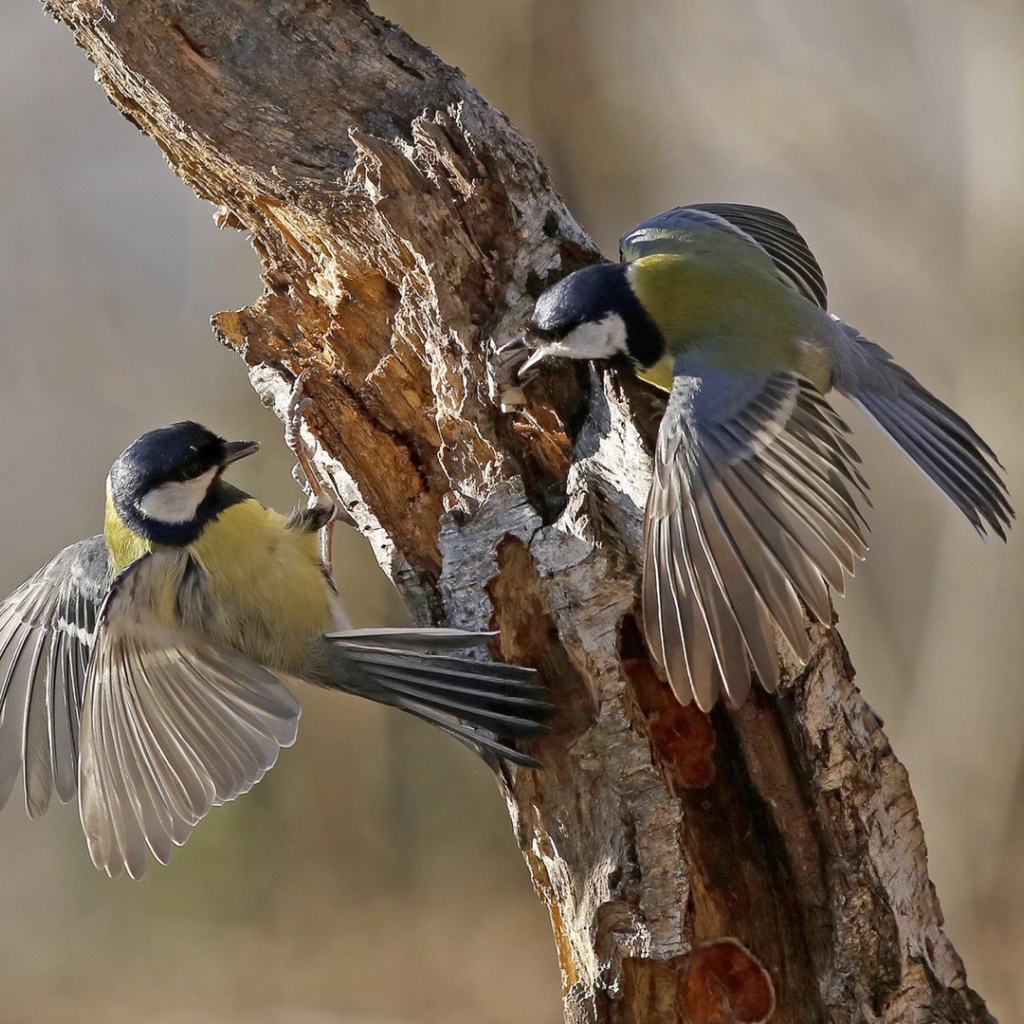 Две синицы на сухом стволе дерева 
