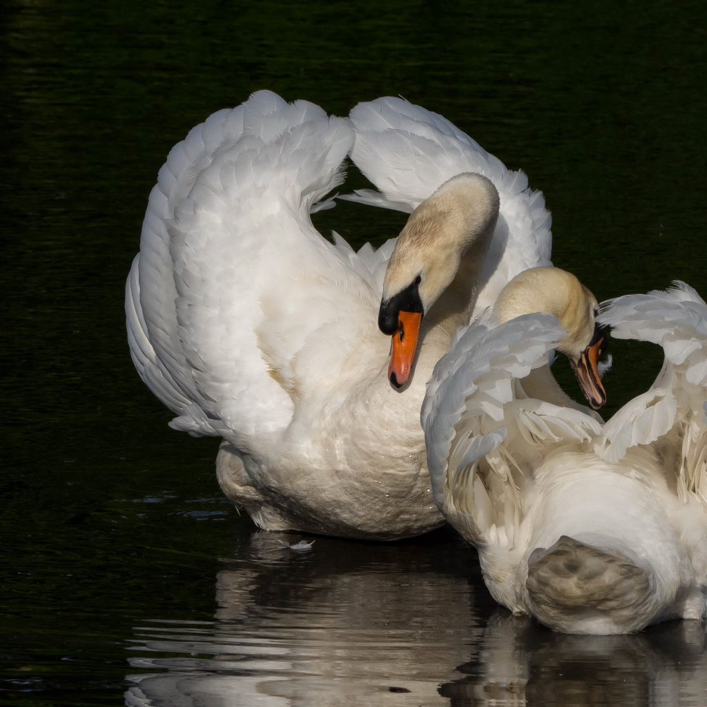Два белых лебедя в водоеме