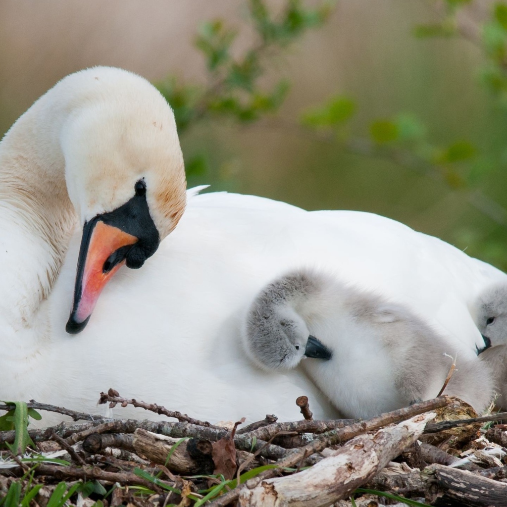 Белый лебедь в гнезде с маленькими птенцами 