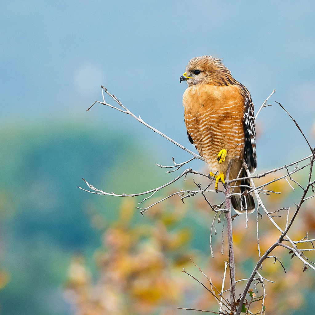 Желтый хищный ястреб сидит на ветке 