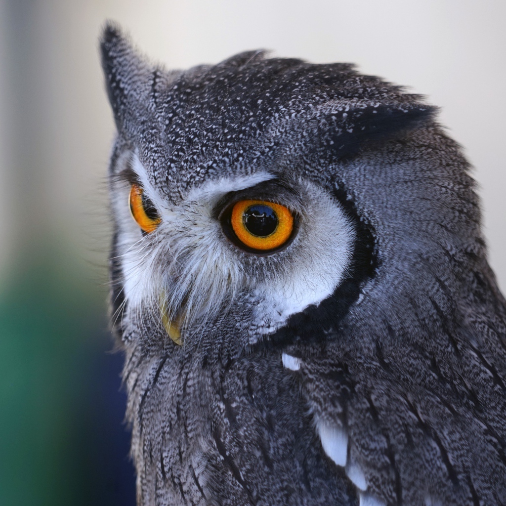 Большая серая сова с большими желтыми глазами 