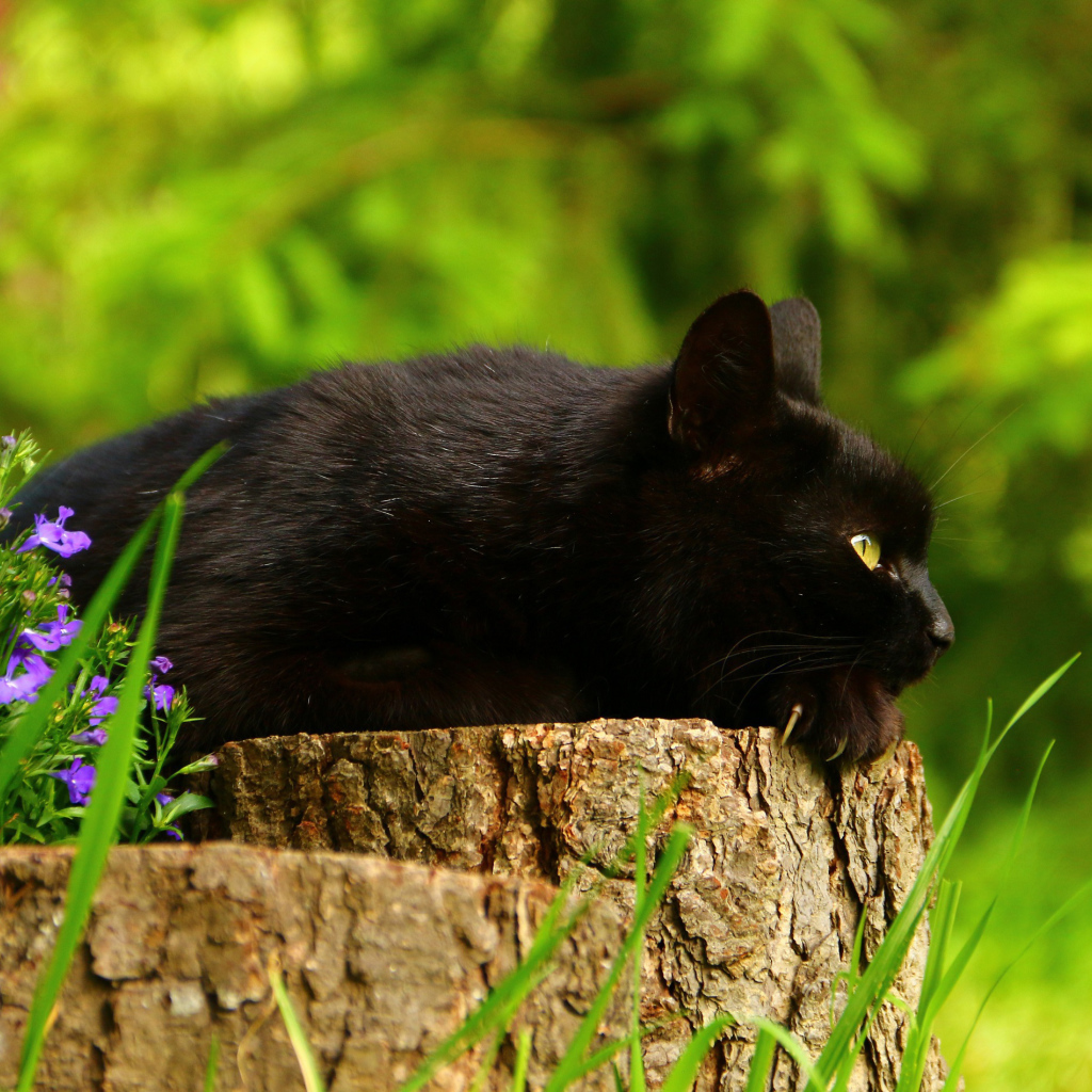 Красивый черный кот лежит на пне 