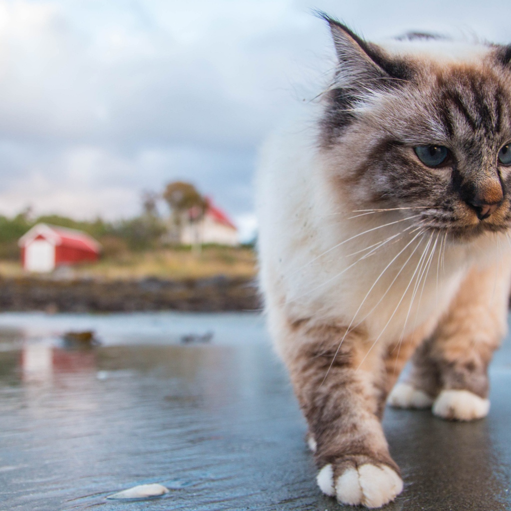 Красивый голубоглазый кот идет по мокрой земле 