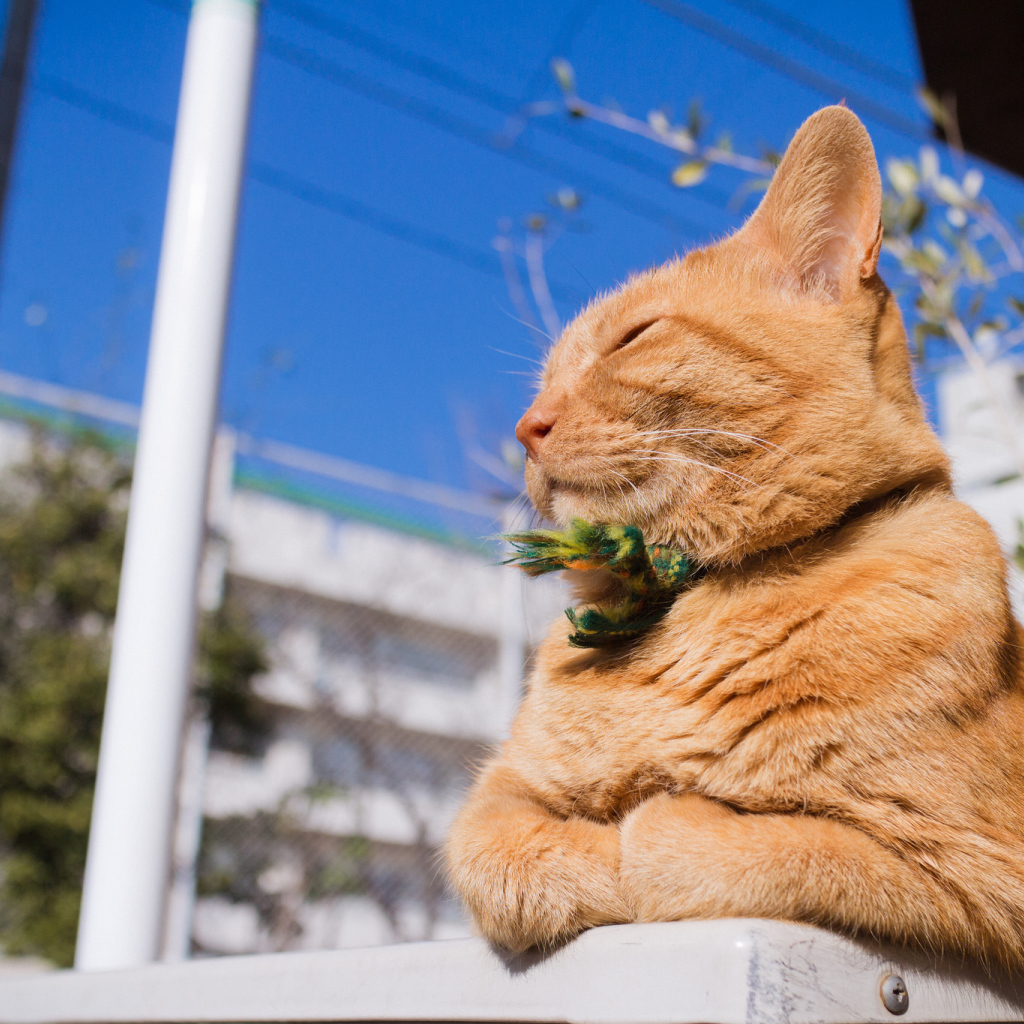 Красивый рыжий кот греется на солнце