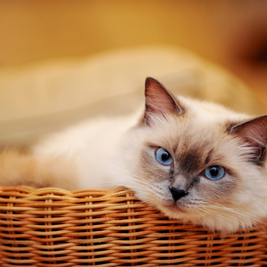 Голубоглазый красивый кот лежит в плетеной корзине