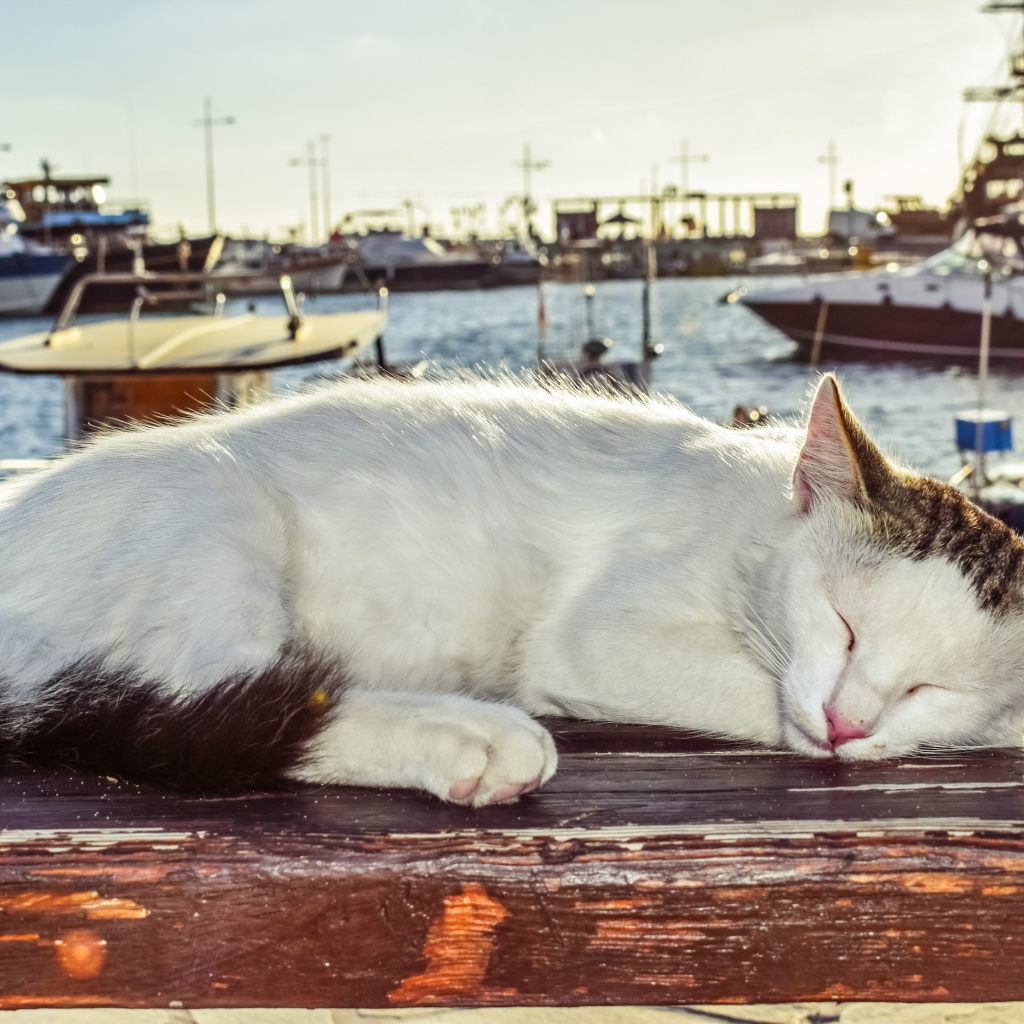 Кот спит под солнцем на лавке в порту