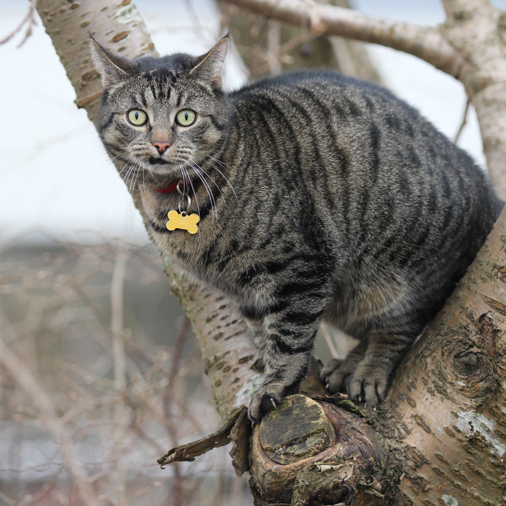 Испуганный серый кот сидит на дереве